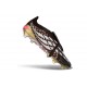 Botines Adidas Predator 26 Elite FT FG Negro Dorado Blanco